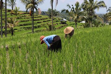 rice fields Bali by Bert Weber