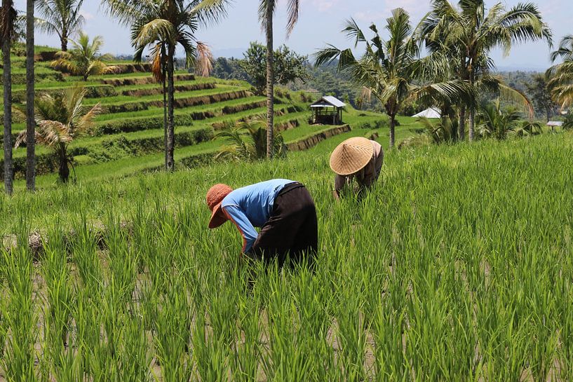 rice fields Bali by Bert Weber