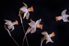 schreiende Narzissen von Karel Ham