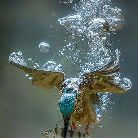 Duikende ijsvogel (onder water) van Jaap La Brijn