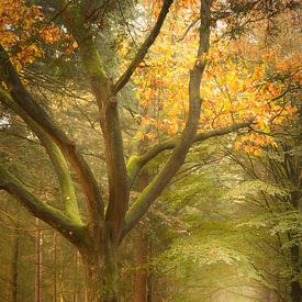 Bankje in het Kortewegsbos – herfst in volle glorie van KB Design & Photography (Karen Brouwer)