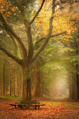 Bench in the Korteweg forest - autumn in all its glory