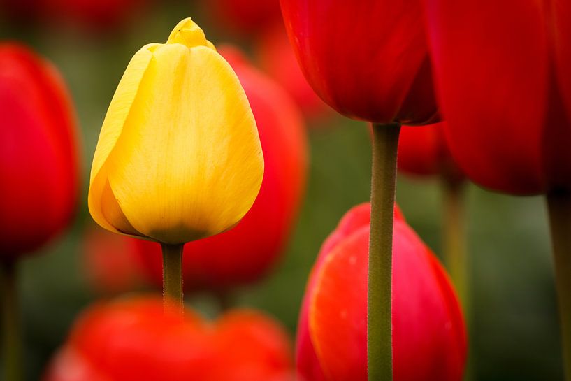 Tulips - Standing out by Edwin van Wijk