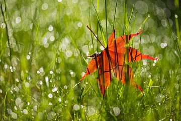 Maple leaf in the grass by Thomas Herzog
