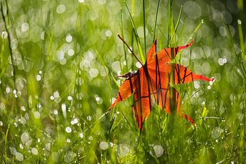 Feuille d'érable dans l'herbe sur Thomas Herzog