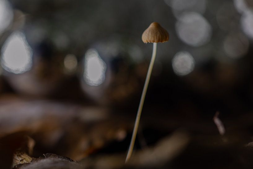 tiny by peterheinspictures