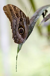 Caligo Teucer - Eulenschmetterling ruhend  auf einem Blatt