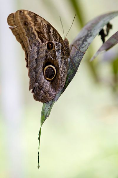 Caligo Teucer - Hiboux papillon reposant sur une feuille par rene marcel originals