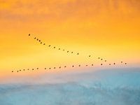 Vogeltrek