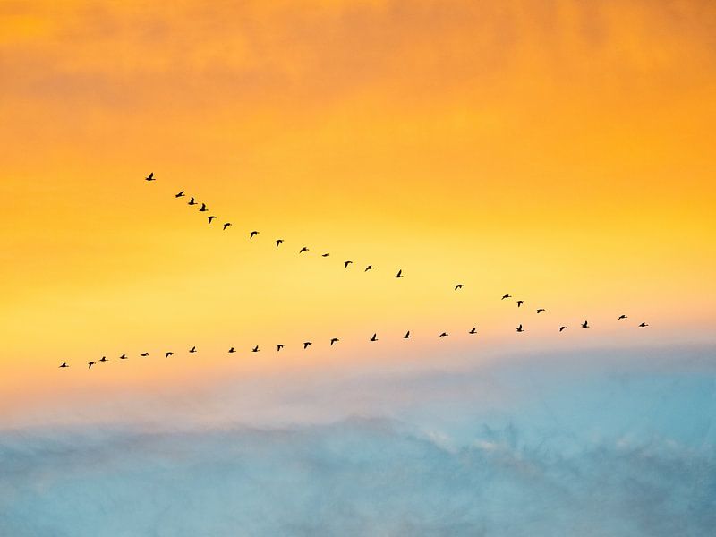 Migration des oiseaux par Bart-Jan Verhoef Photography