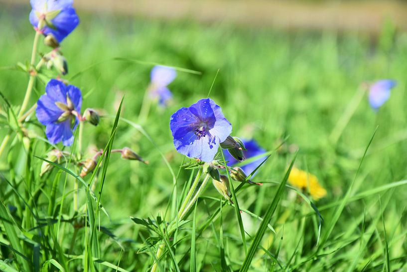 Blaue Blume (Storchschnabel) von Marcel Ethner