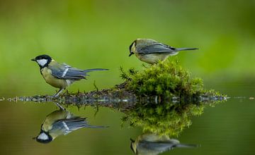 Two titmice on an island mirrored in the water by Apple Brenner