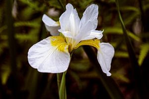 Iris blanc sur Rob Boon