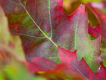 autumn leaf by Marieke Funke