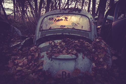 Deserted beetle at sunset