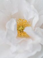 Strauchrose Crystal Mella