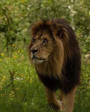 Lion on to hunt by Wouter Van der Zwan