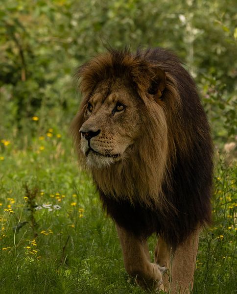 Lion on te hunt van Wouter Van der Zwan