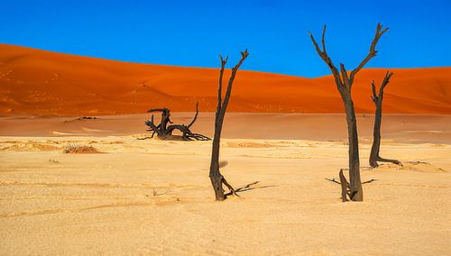 Old trees in Deadvlei, Namibia by Rietje Bulthuis