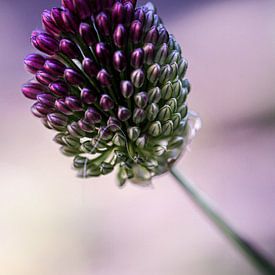 Allium flower by Lily Ploeg