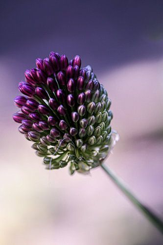 Allium flower by Lily Ploeg
