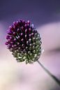Allium bloem van Lily Ploeg thumbnail