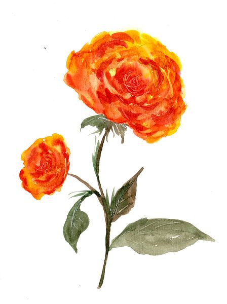 Roses orange par Sebastian Grafmann