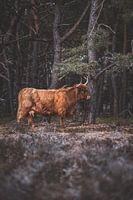 Schotse Hooglander, Wezepsche Heide