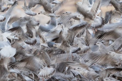Seagull chaos by Pauline Rote