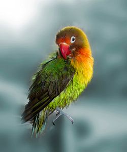 Frisch gewaschener Papagei