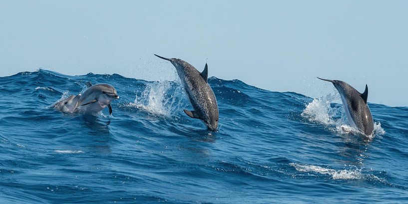 Jumping dolphins by Henk Boerman