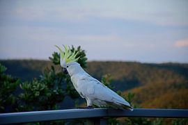 Aufgeregt, mitzumachen von Frank's Awesome Travels