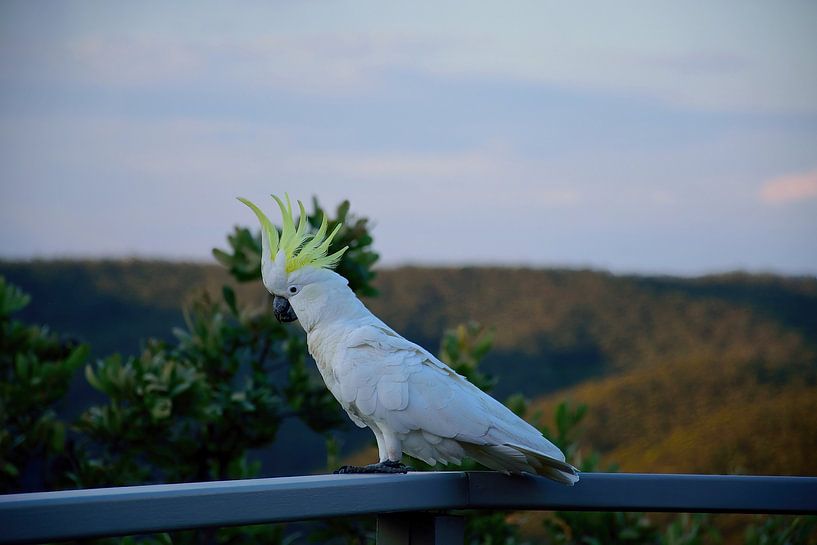 Excited to get in on the action by Frank's Awesome Travels