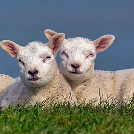 Niederlande, Texel, Zwei Lämmer. von Frans Lemmens