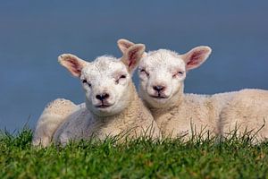 Niederlande, Texel, Zwei Lämmer.