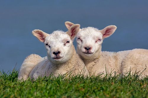 Netherlands, Texel, Two lambs.