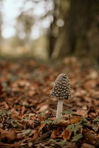 Champignon... braun mit weißen Punkten von Studio Julie