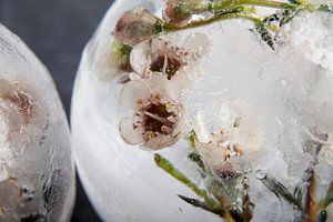 Wachsblume in Eis