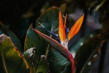 Strelitzia Bird of paradise flower by Studio Seeker