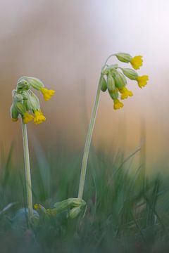 spring has come... Common Cowslips *Primula veris* van wunderbare Erde
