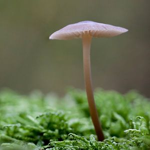 Champignon solo II von Klaartje Majoor