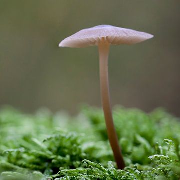 paddenstoel solo II van Klaartje Majoor