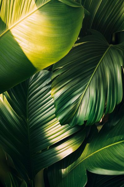 Green leaves by Poster Art Shop