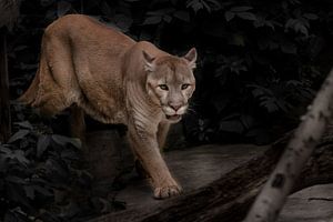 een mooie poema loopt door een donker bos, een grote kat met blauwe ogen aanschouwt de duisternis