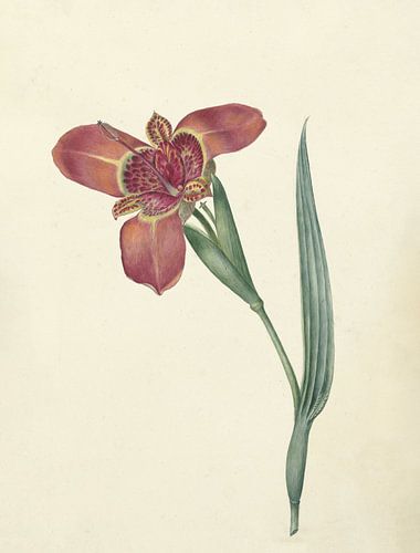 Blume mit dem Namen Ferraria Tigrina von C.J. Kruimel, 1817