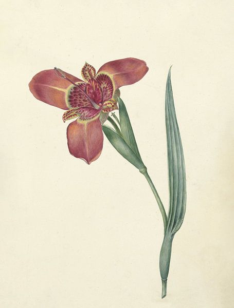 Bloem met de naam Ferraria Tigrina van C.J. Kruimel, 1817 van Gave Meesters