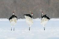 Schneeparty von Harry Eggens Miniaturansicht