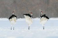 Snow Party
