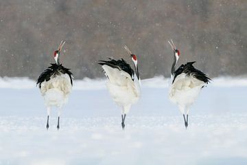 Snow Party by Harry Eggens