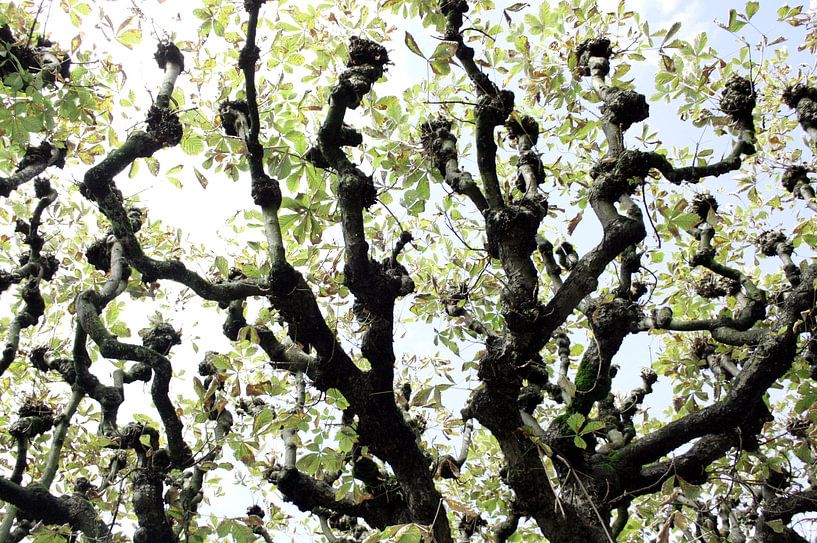 Luzernse trees by Jessica van den Heuvel
